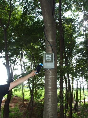 이팝나무에 못을 박고 만든 공사장 용 전기계량기